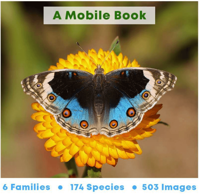 Butterfly Images of Kathmandu Valley